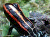 Ranitomeya ventrimaculata