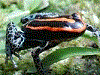 Ranitomeya ventrimaculata