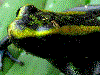 Phyllobates aurotaenia