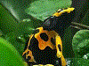 Dendrobates leucomelas