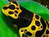 Dendrobates leucomelas