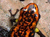 Excidobates captivus Ecuador