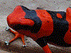 Oophaga lehmanni