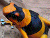 Oophaga lehmanni