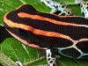 Ranitomeya ventrimaculata