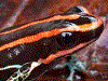 Ranitomeya ventrimaculata