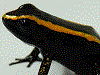 Phyllobates samperi