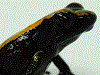 Phyllobates samperi