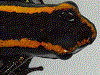 Phyllobates samperi