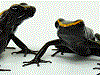 Phyllobates samperi