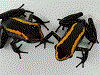 Phyllobates samperi