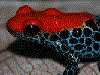 Ranitomeya reticulata