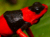 Oophaga lehmanni