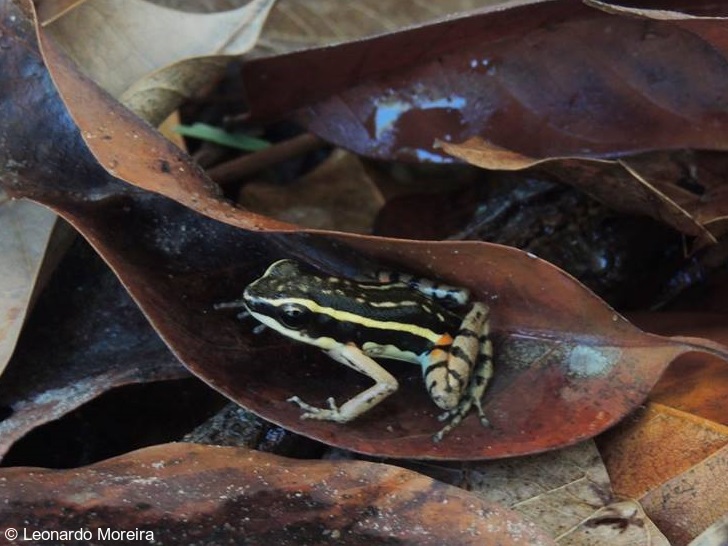 Ameerega braccata Information, photos, habitat, links