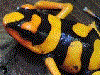 Oophaga lehmanni