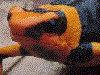 Oophaga lehmanni