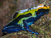 Dendrobates tinctorius