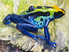 Dendrobates tinctorius