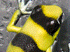Oophaga lehmanni