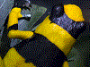 Oophaga lehmanni