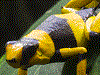 Oophaga lehmanni