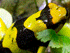 Oophaga lehmanni