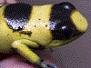 Oophaga lehmanni