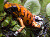 Oophaga sylvatica