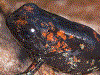 Oophaga sylvatica