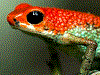 Oophaga granulifera