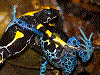 Dendrobates tinctorius