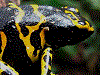 Dendrobates leucomelas