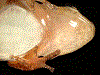 Leucostethus fugax