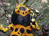 Dendrobates leucomelas