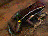 Ameerega altamazonica