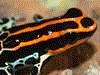 Ranitomeya ventrimaculata