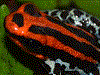Ranitomeya ventrimaculata