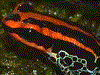 Ranitomeya ventrimaculata