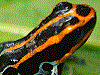 Ranitomeya ventrimaculata