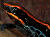 Ranitomeya ventrimaculata