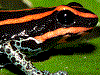 Ranitomeya ventrimaculata