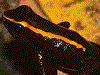 Phyllobates samperi