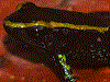 Phyllobates samperi