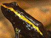 Phyllobates samperi