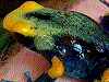 Dendrobates tinctorius