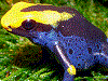 Dendrobates tinctorius