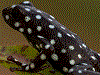 Excidobates mysteriosus