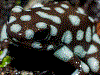 Excidobates mysteriosus