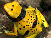 Dendrobates leucomelas