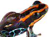 Ranitomeya ventrimaculata